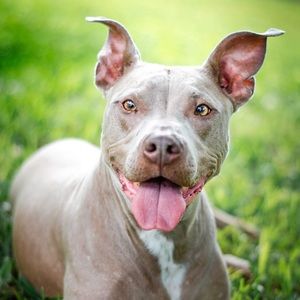 Meet your Posher, Bret